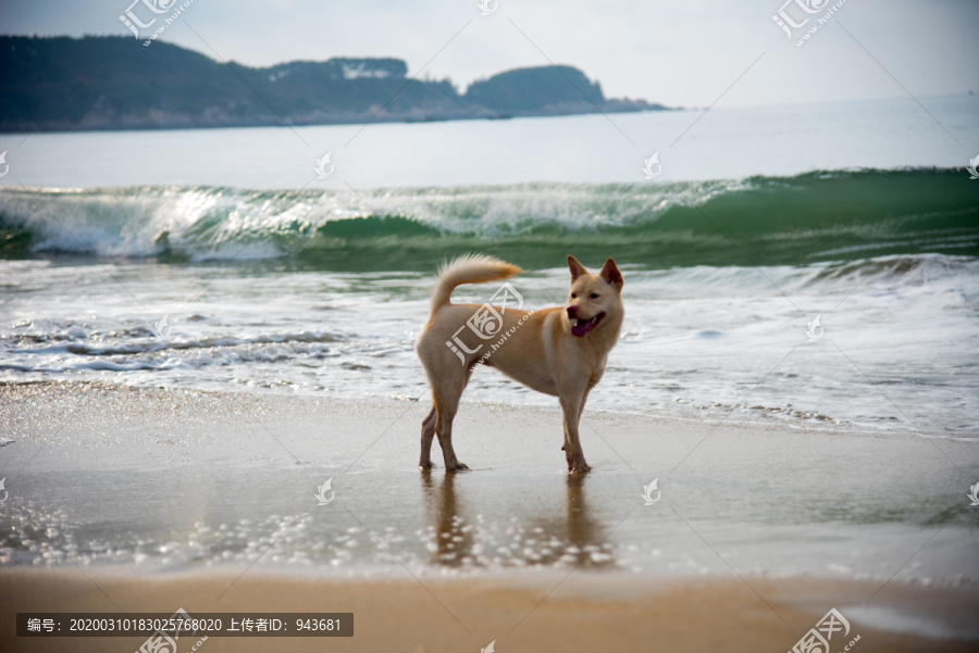 海滩上站立的黄毛卡罗来纳犬