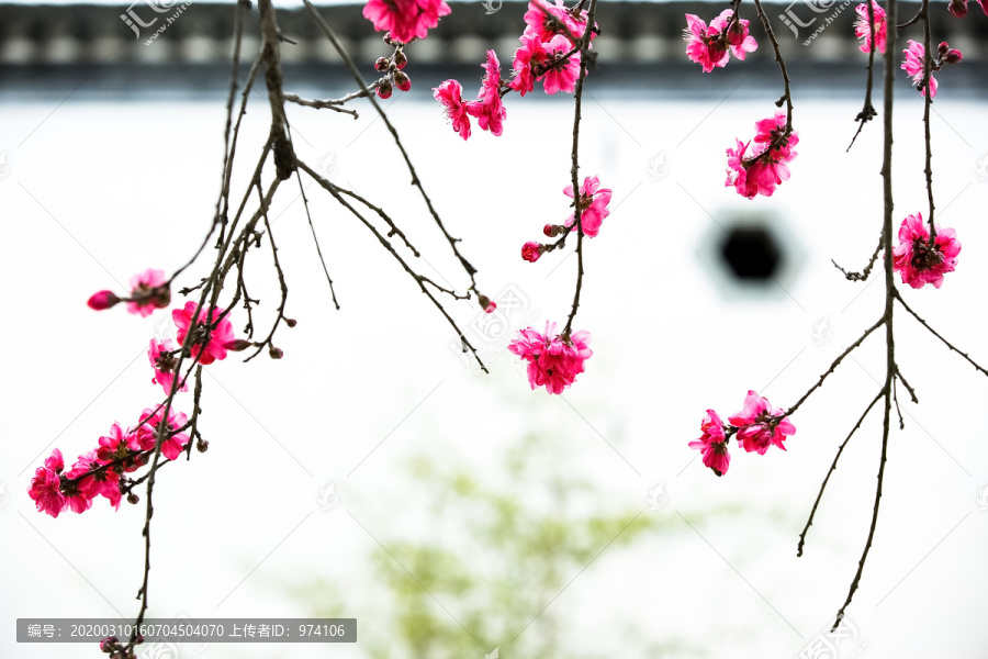 以徽派建筑为背景的桃花