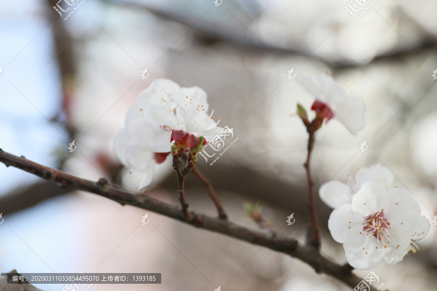 杏林春色杏花盛开