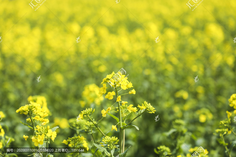 油菜花海