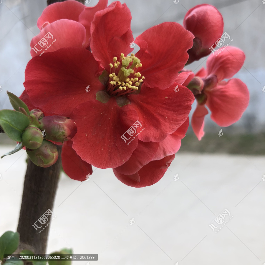 春季海棠花红