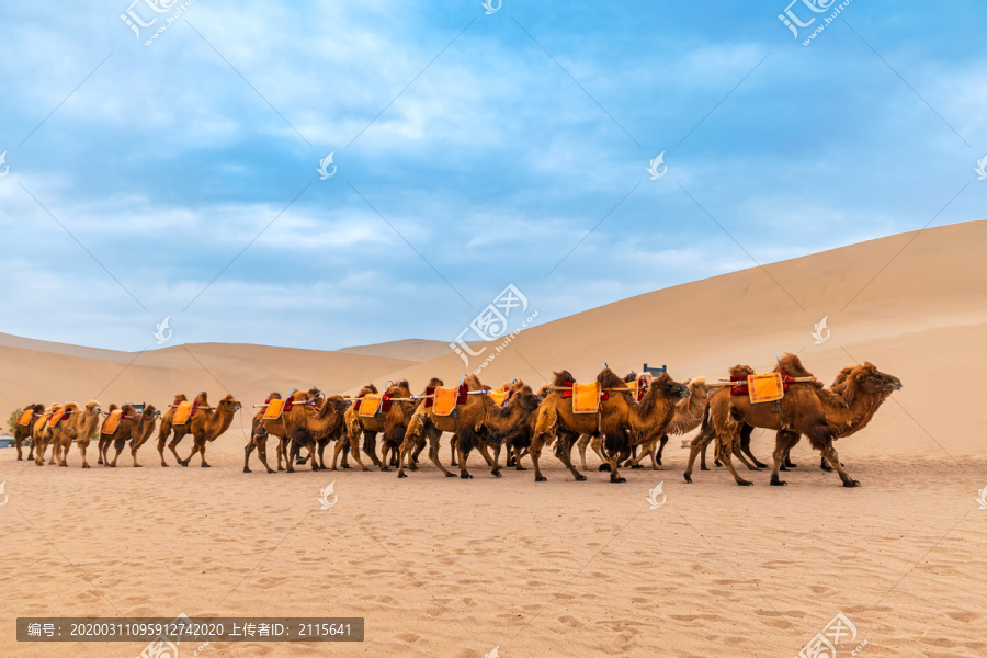 敦煌鸣山沙景区骆驼队