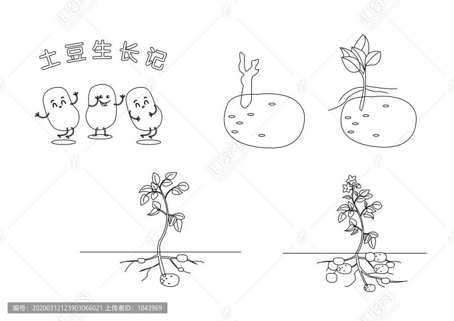 土豆生長(zhǎng)記土豆涂色畫冊(cè)