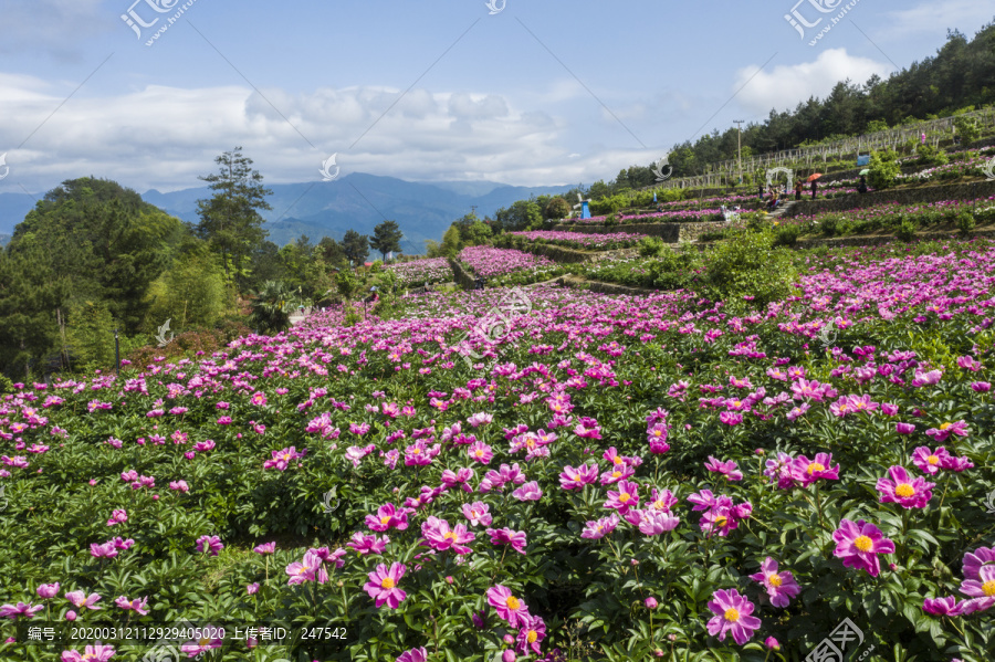 花海