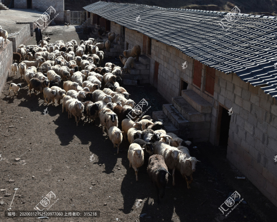 绵羊养殖合作社
