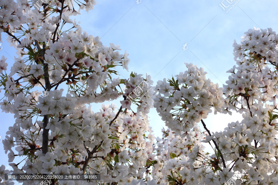 白色樱花