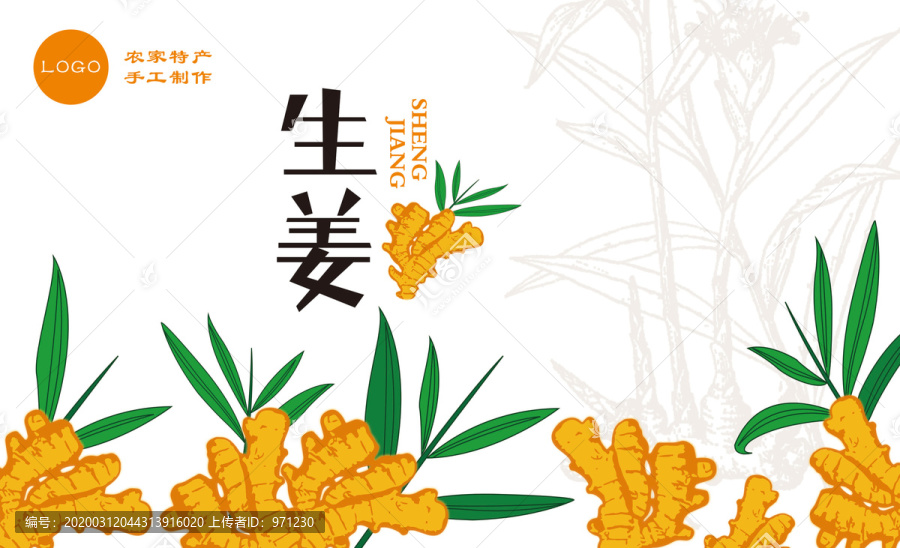 生姜插畫