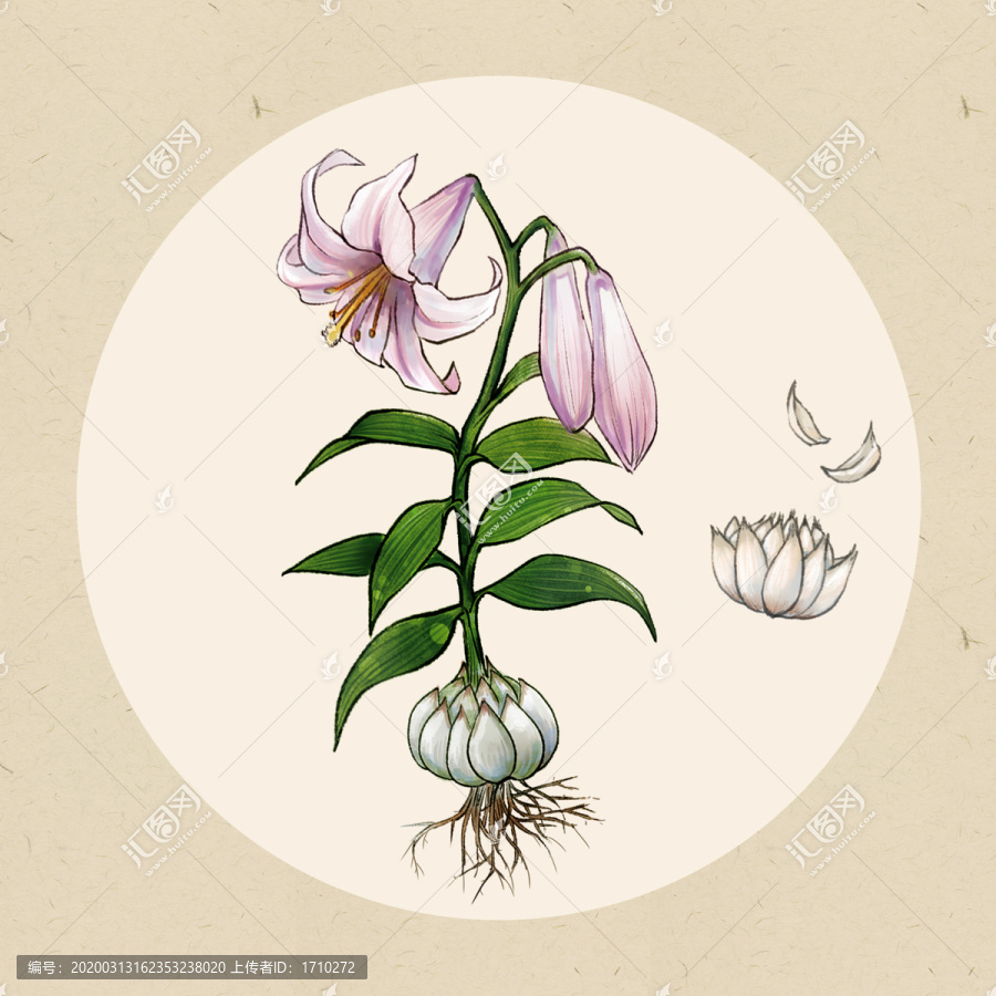 百合花植株中藥材手繪插畫