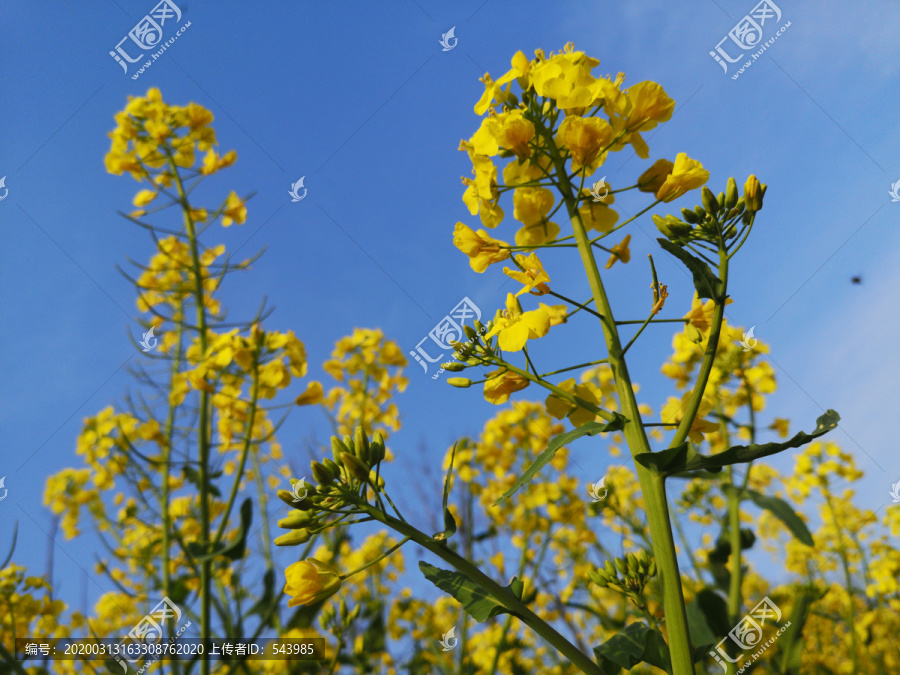 油菜花