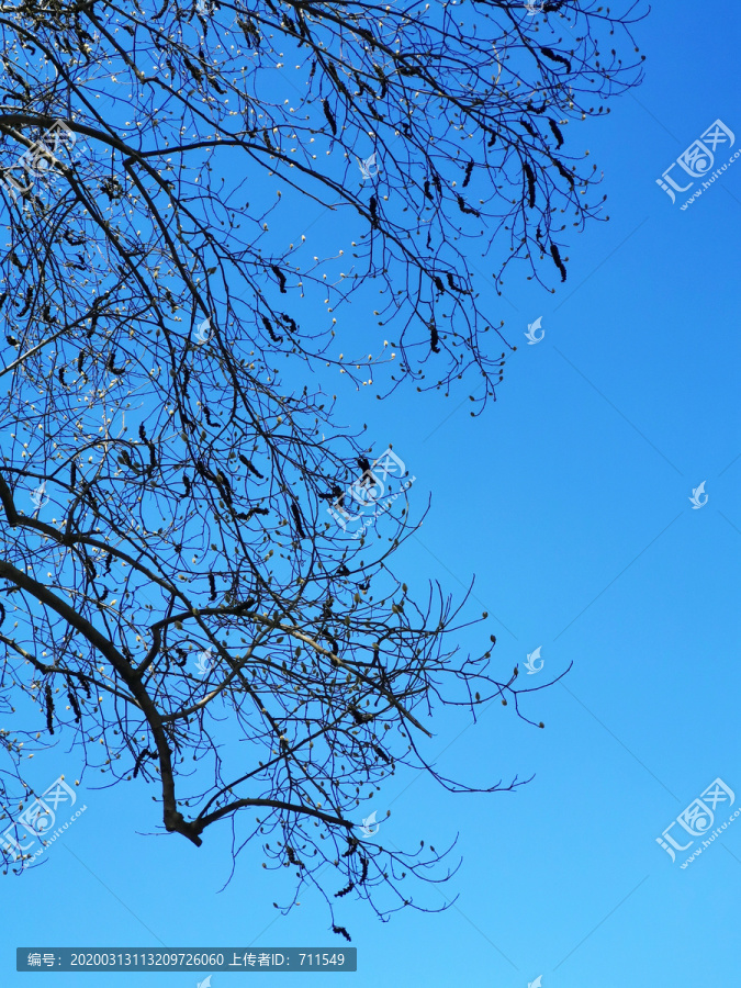 蓝天枯树枝