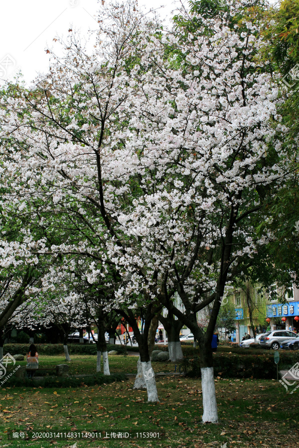 樱花树