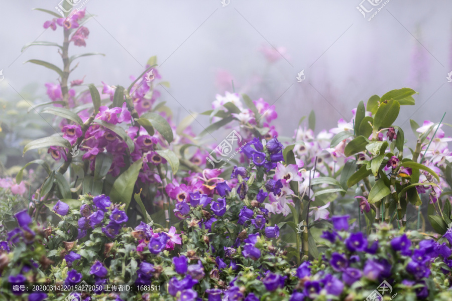 紫色梦幻浪漫花卉朦胧背景