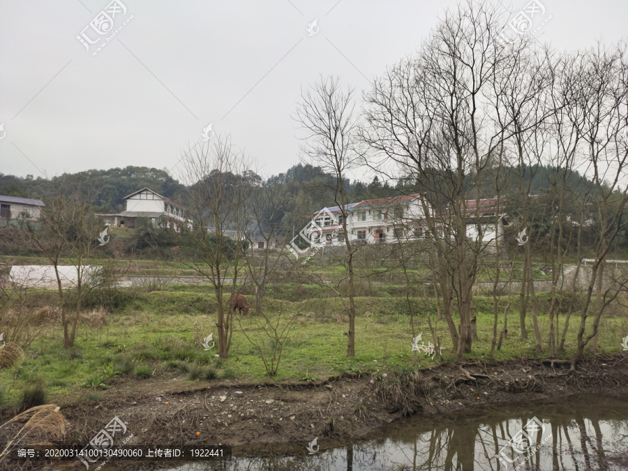 田野