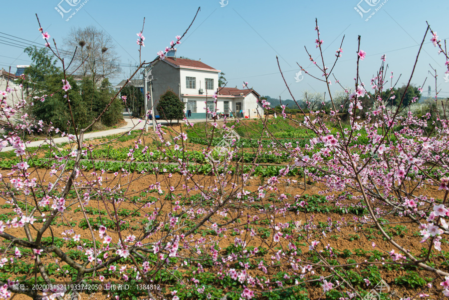 架锅山村桃李花风光