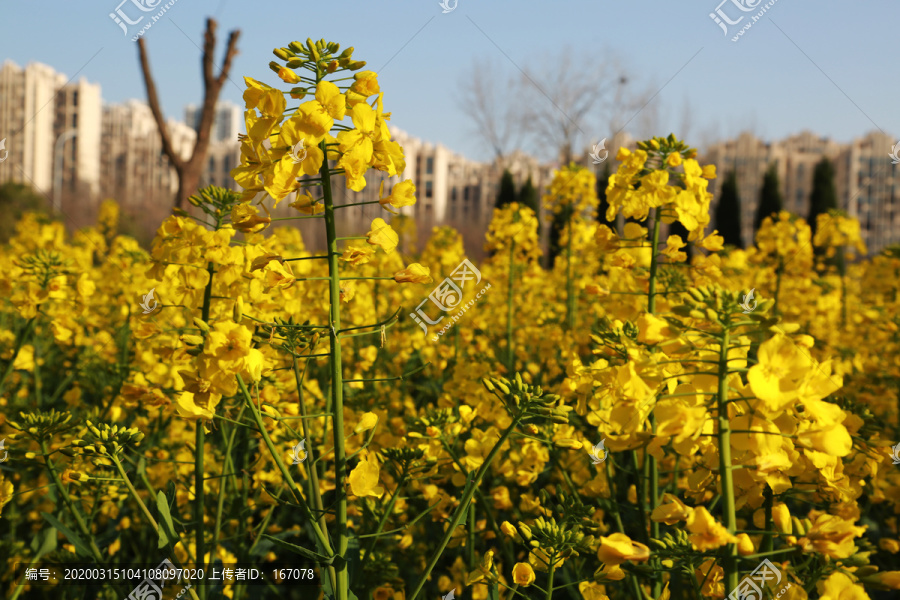 油菜花