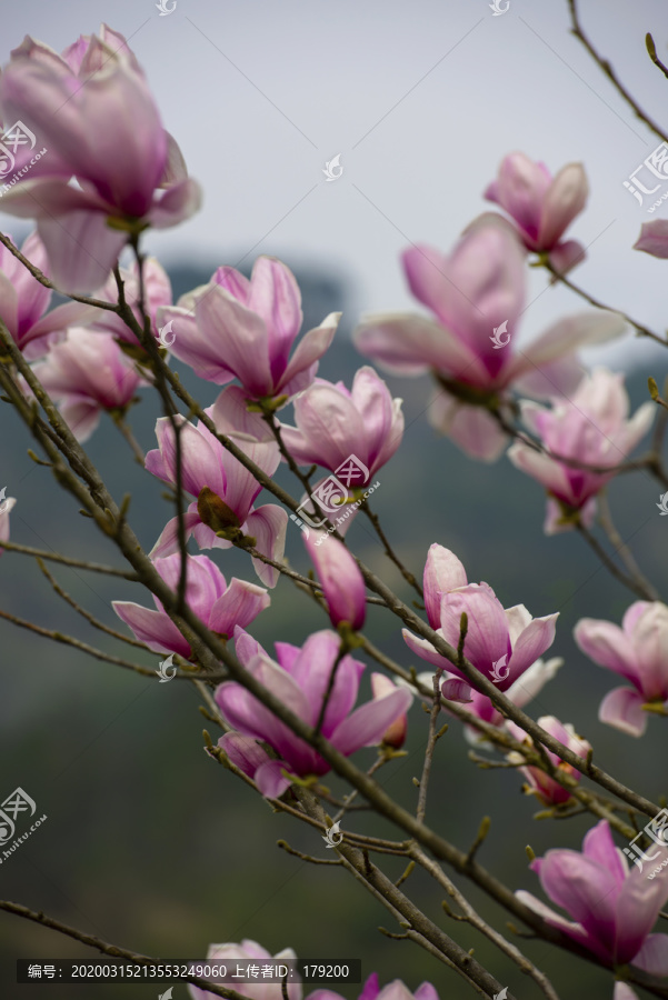 樱花花草八