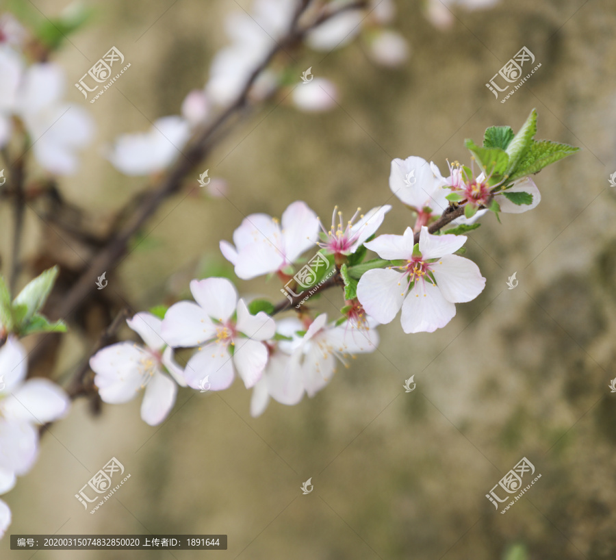 樱花枝条