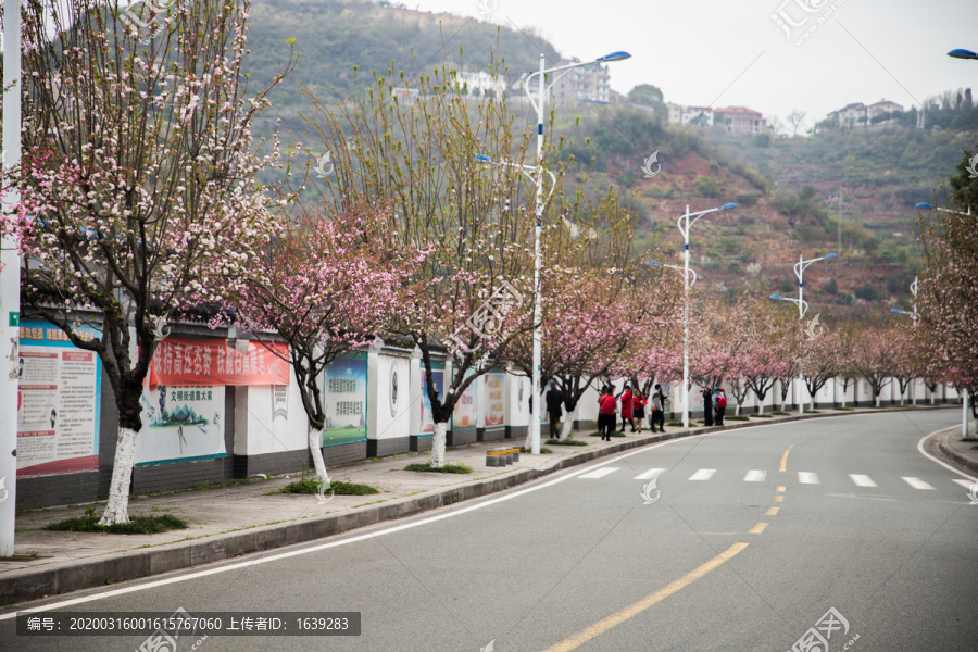 开满鲜花的道路