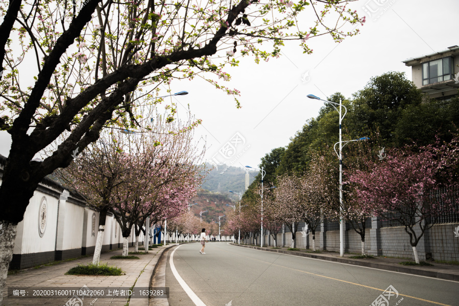 开满鲜花的道路