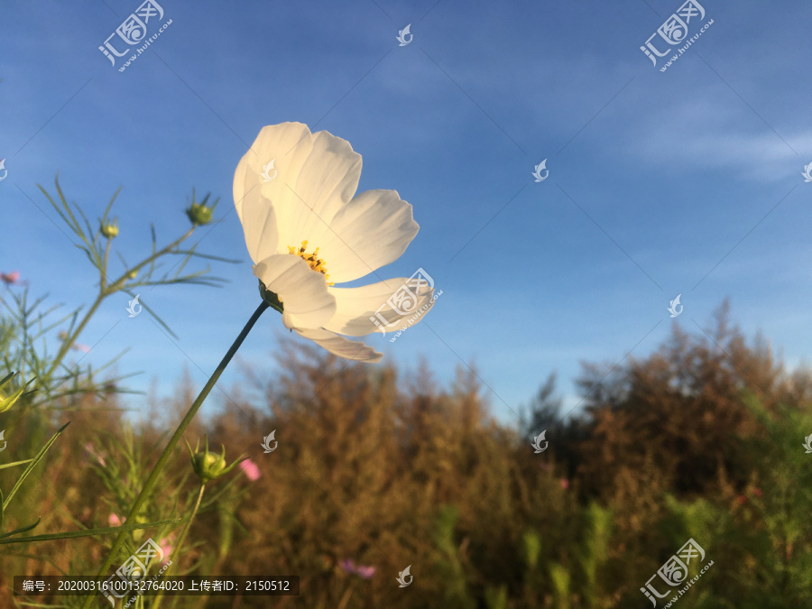 白色格桑花