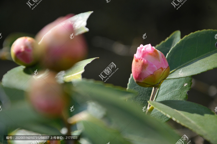 山茶花