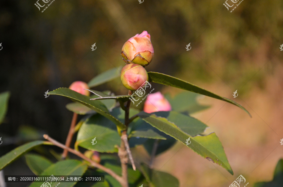 阳光山茶花