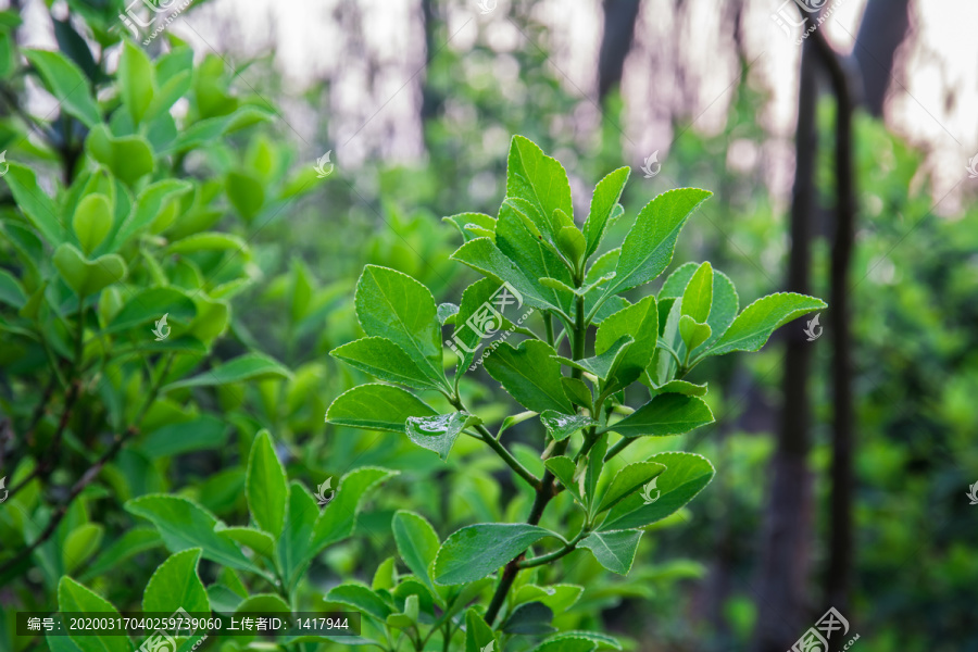 绿色植物