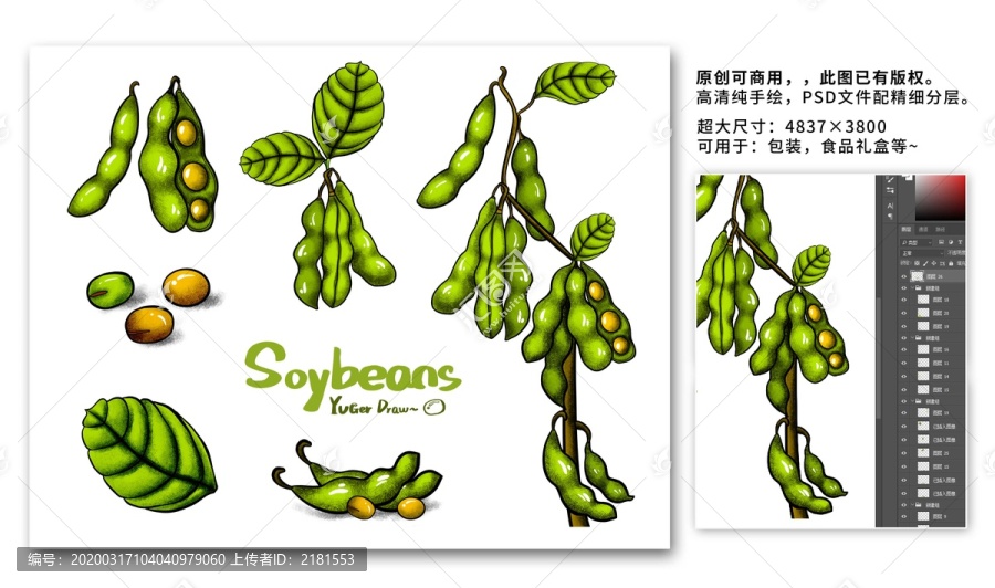 手绘生长期的大豆