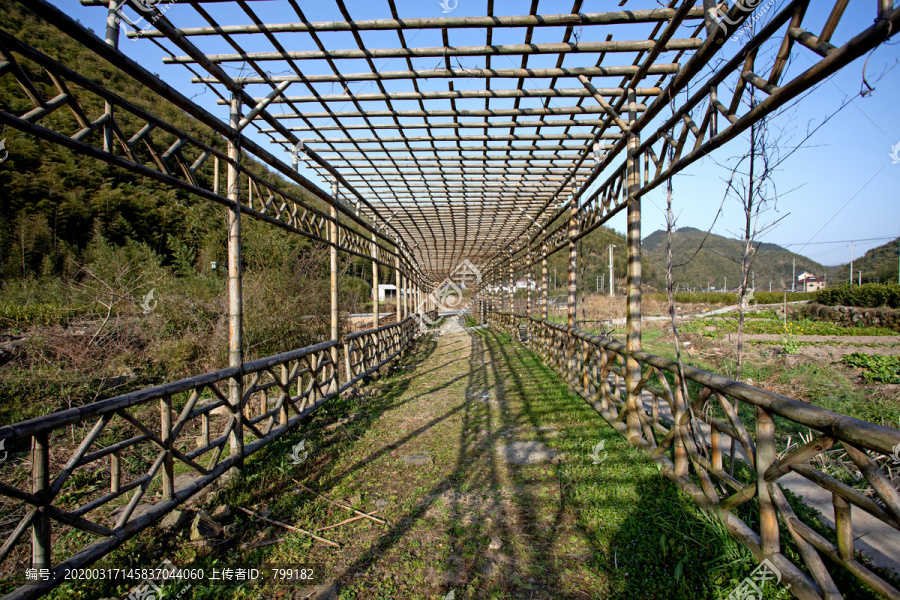 蔬菜基地