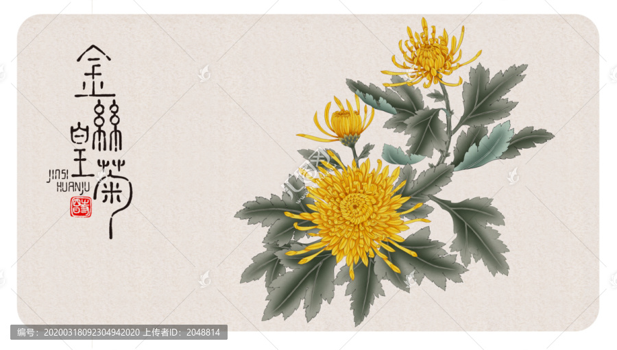 金絲皇菊