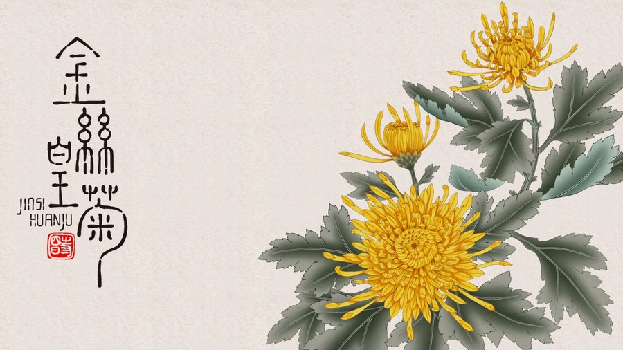 金絲皇菊