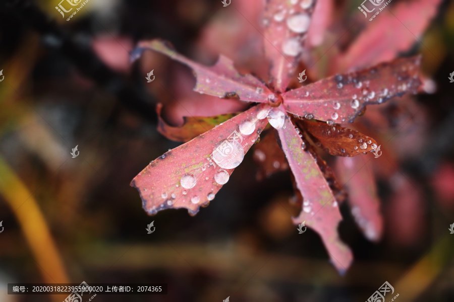 雨后