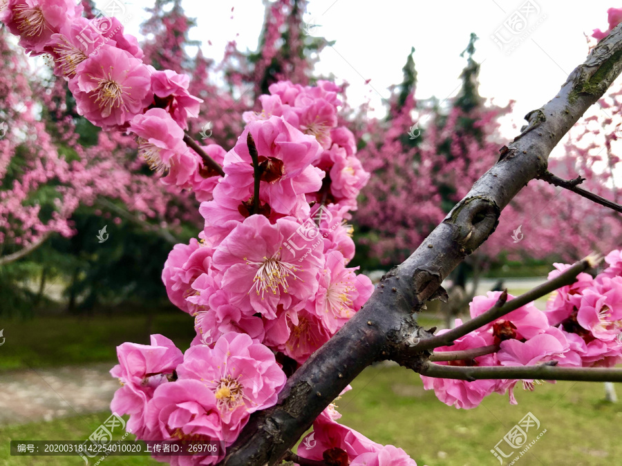 三月春暖花开赏梅花
