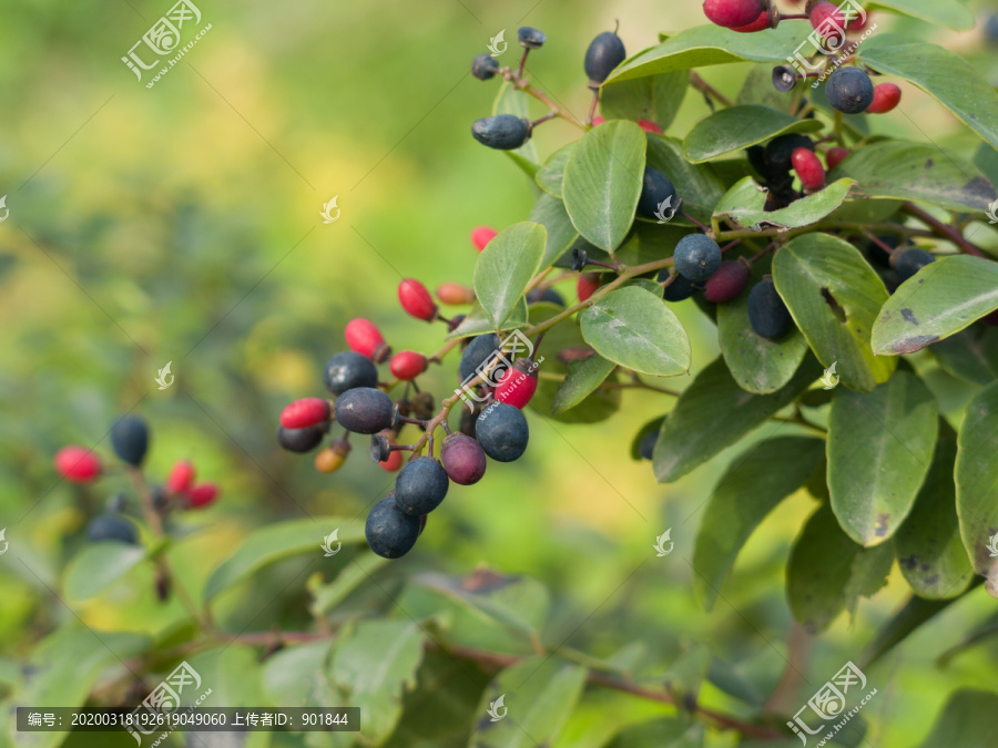 鼠李科植物多花勾儿茶果实