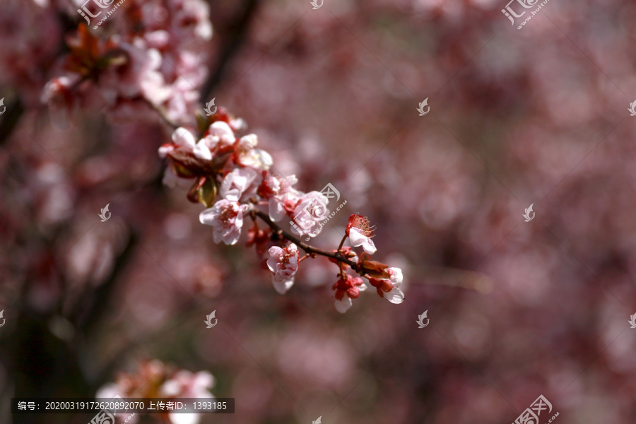 樱花素材