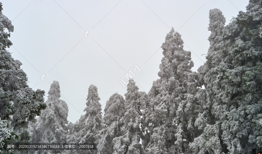 雪松冰挂