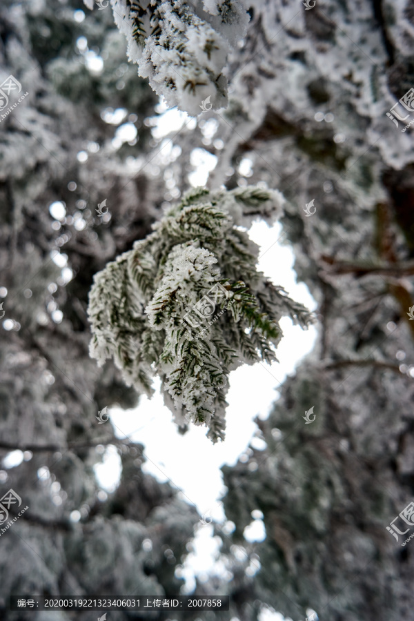 雾松雪景