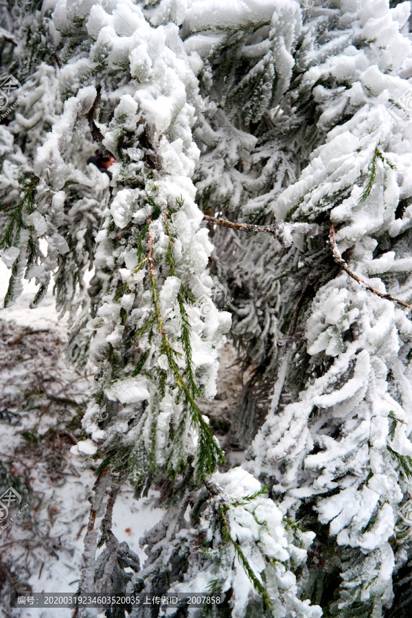 雪松冰挂