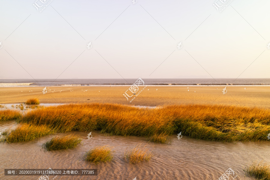 中国福建惠安白鹭群聚沙滩风景