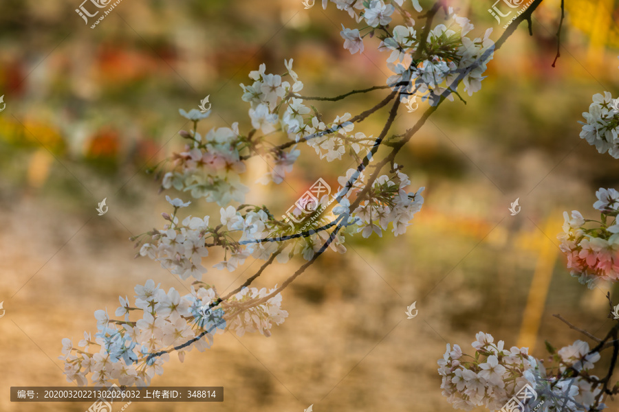 樱花