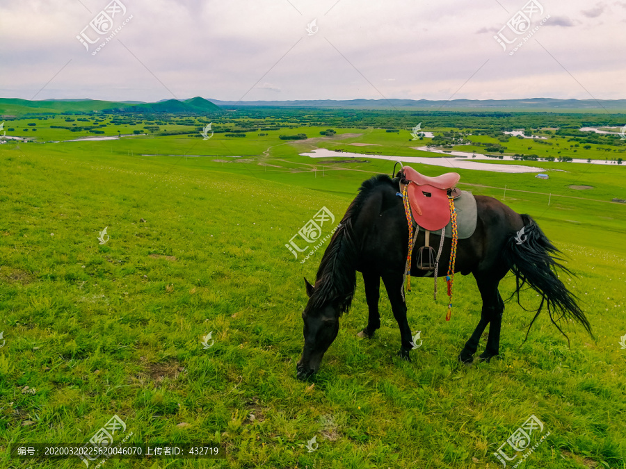 草原河流湿地一匹马