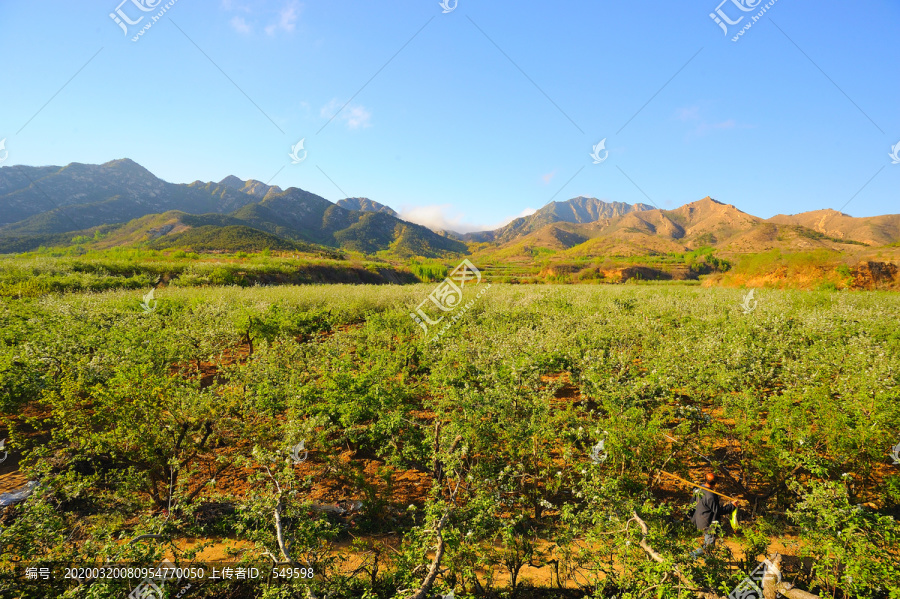 大面积苹果园