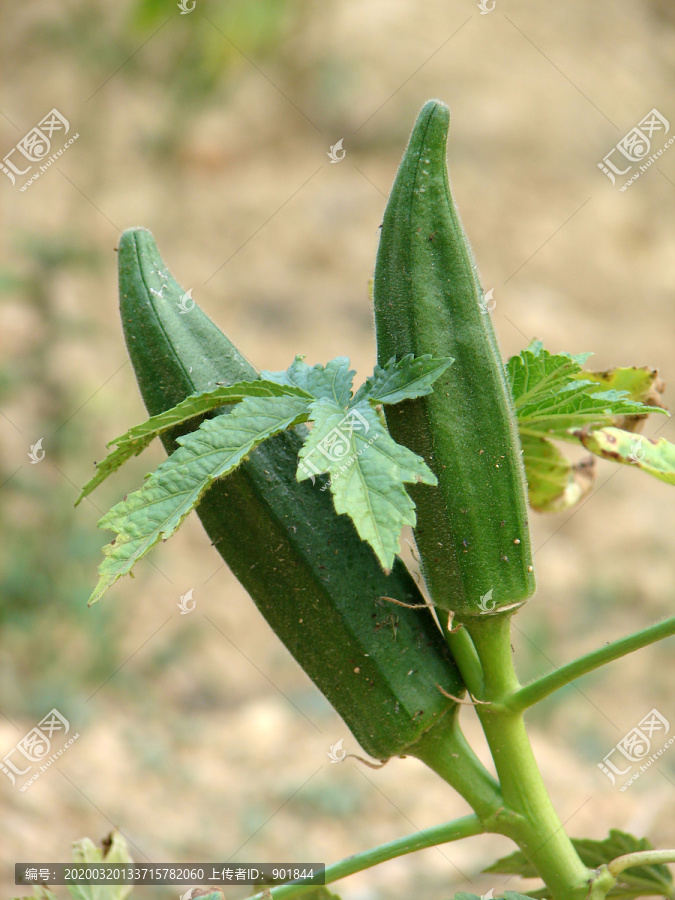 锦葵科植物秋葵蒴果