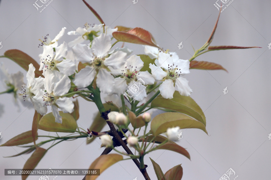 梨花高清图片