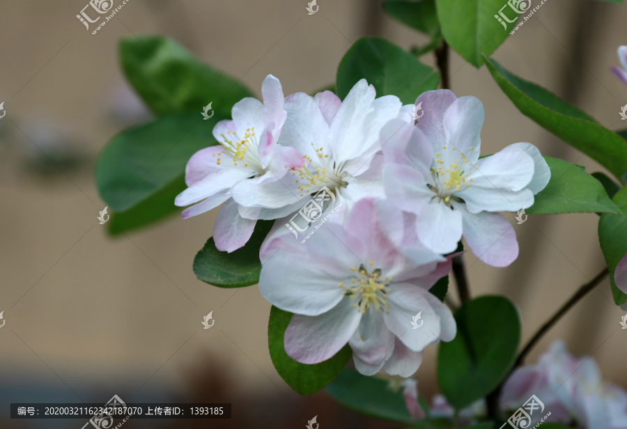 高清海棠花素材