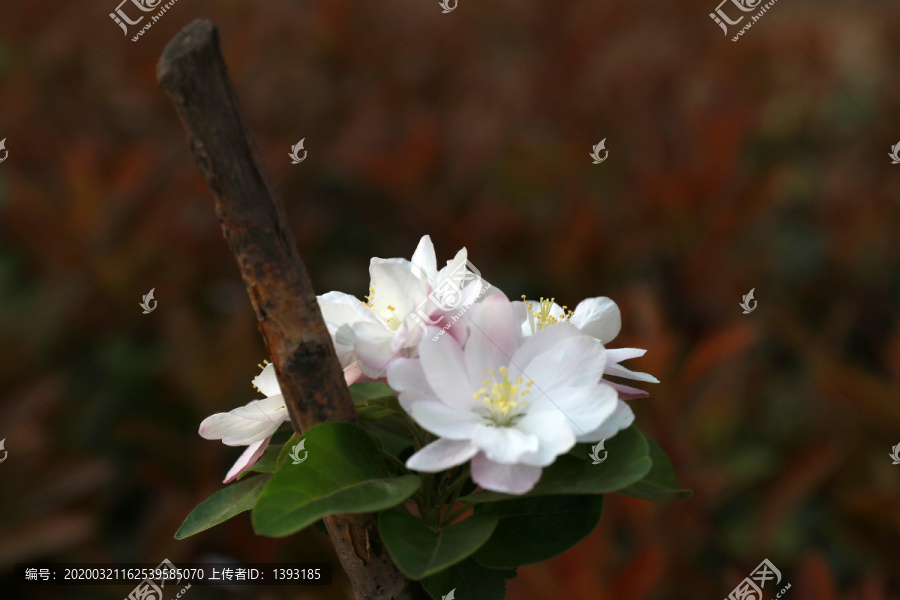 海棠花素材