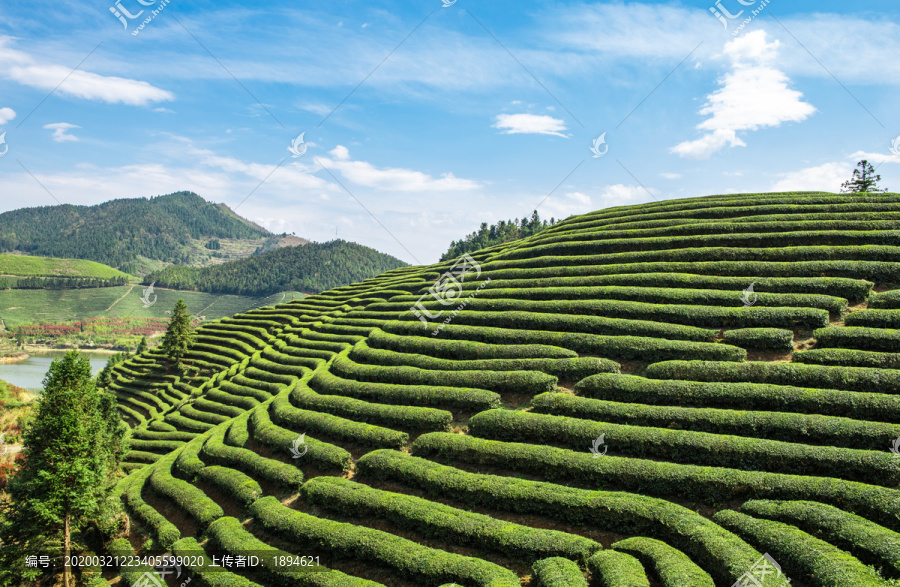 高山茶园