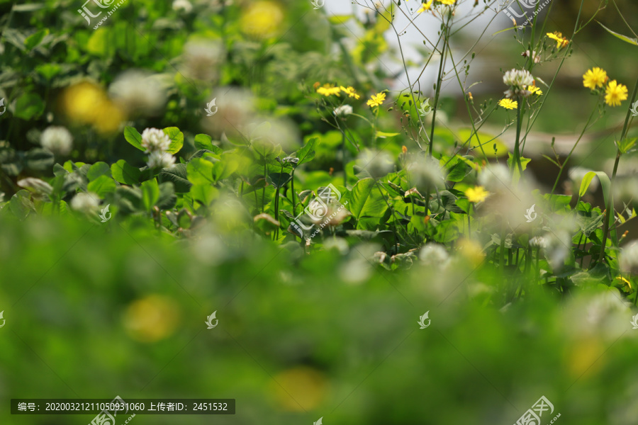 花花草草