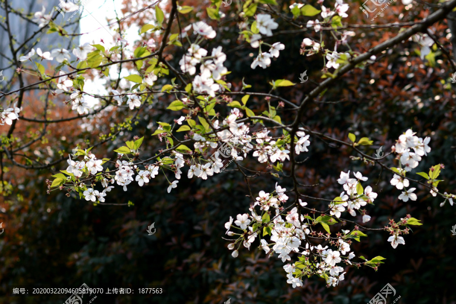 樱花