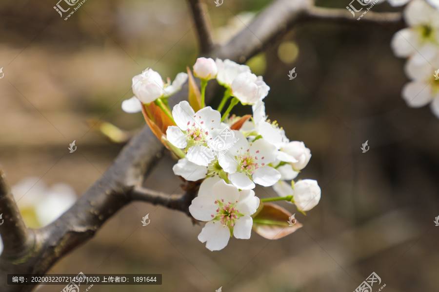 香梨花